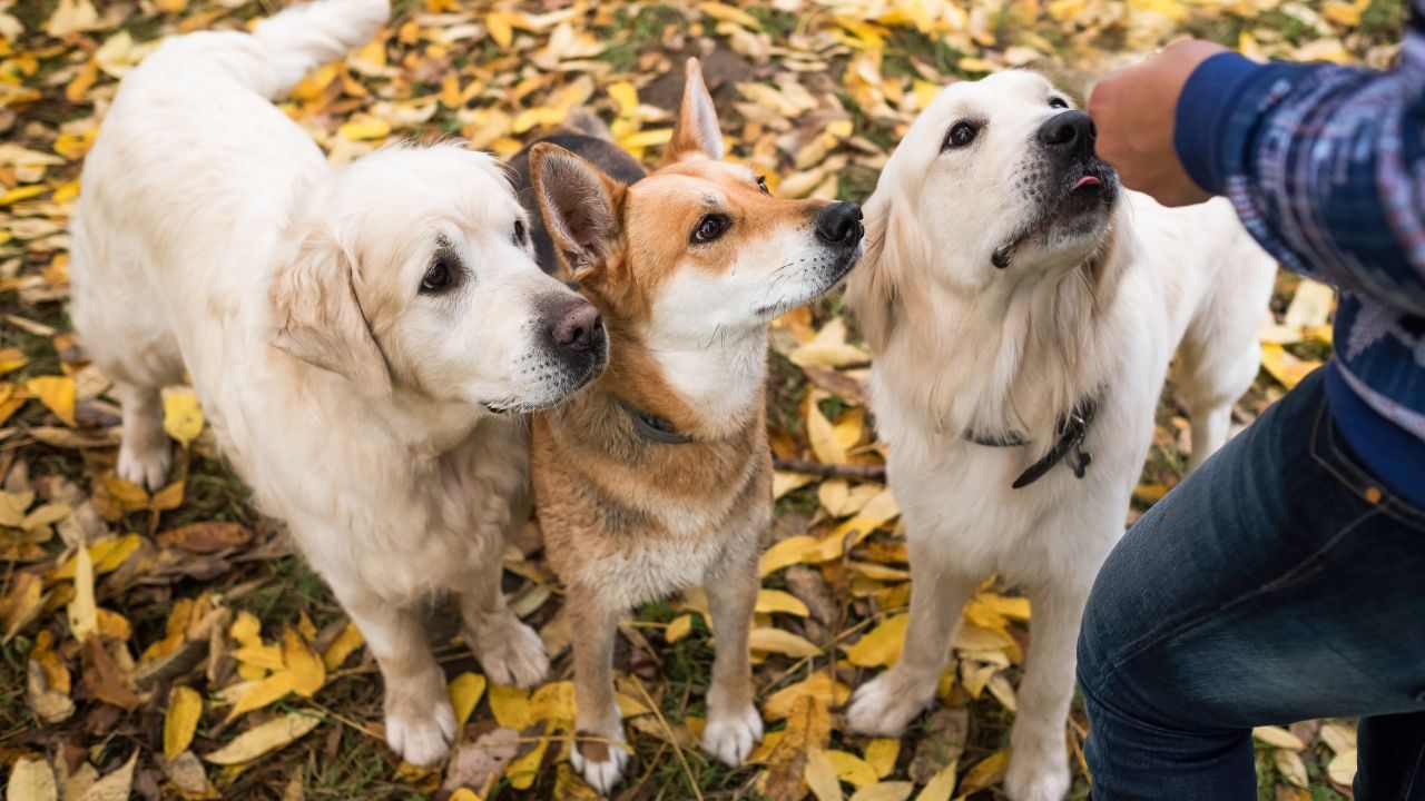 Happy Dogs, Happy Owners: The Benefits of Using Pill Pouches for Medic ...