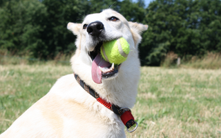 How Pill Treats Are Reducing Pet Medication Stress: A Win for Dogs and Owners