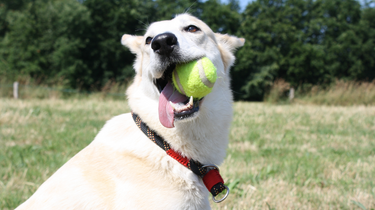 How Pill Treats Are Reducing Pet Medication Stress: A Win for Dogs and Owners
